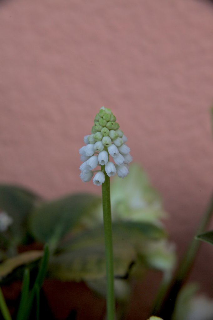 Conter fleurette photo 10